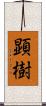 顕樹 Scroll