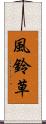 風鈴草 Scroll