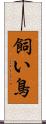 飼い鳥 Scroll