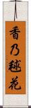 香乃毬花 Scroll