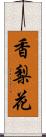 香梨花 Scroll