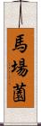 馬場薗 Scroll