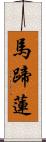 馬蹄蓮 Scroll