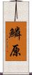 鱗原 Scroll