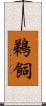 鵜飼 Scroll