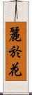 麗於花 Scroll