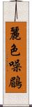 麗色噪鶥 Scroll