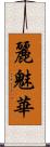 麗魅華 Scroll