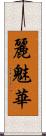 麗魅華 Scroll