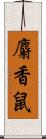 麝香鼠 Scroll