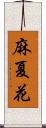 麻夏花 Scroll