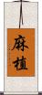 麻植 Scroll