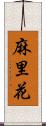 麻里花 Scroll