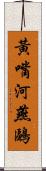 黃嘴河燕鷗 Scroll