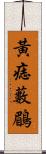 黃痣藪鶥 Scroll