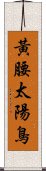 黃腰太陽鳥 Scroll