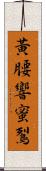 黃腰響蜜鴷 Scroll