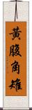 黃腹角雉 Scroll