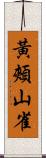 黃頰山雀 Scroll