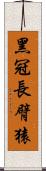 黑冠長臂猿 Scroll