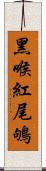 黑喉紅尾鴝 Scroll