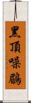 黑頂噪鶥 Scroll