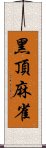 黑頂麻雀 Scroll