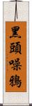 黑頭噪鴉 Scroll