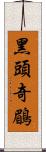 黑頭奇鶥 Scroll