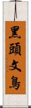 黑頭文鳥 Scroll