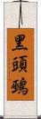黑頭鵐 Scroll