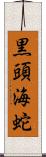 黒頭海蛇 Scroll