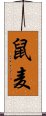 鼠麦 Scroll