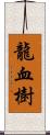 龍血樹 Scroll