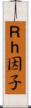 Ｒｈ因子 Scroll