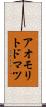 アオモリトドマツ Scroll