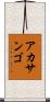 アカサンゴ Scroll