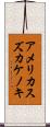 アメリカスズカケノキ Scroll