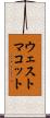 ウェストマコット Scroll
