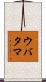 ウバタマ Scroll