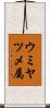 ウミヤツメ属 Scroll