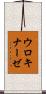 ウロキナーゼ Scroll