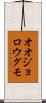 オオジョロウグモ Scroll