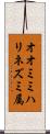 オオミミハリネズミ属 Scroll