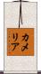 Kamelia Scroll