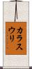 カラスウリ Scroll