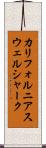 カリフォルニアスウェルシャーク Scroll