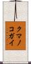 クマノコガイ Scroll