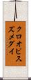 クロオビスズメダイ Scroll