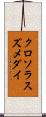 クロソラスズメダイ Scroll
